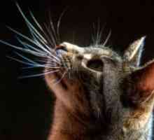 Защо котките падат мустаци?