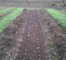 Подгответе почвата за засаждане чесън преди зимата