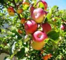 Торене ябълкови дървета през есента