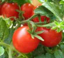 Торене на домати в оранжерия