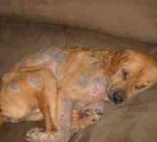 Подкожните червеи при кучета - симптоми и лечение