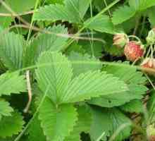 Strawberry поле - полезни свойства и противопоказания