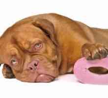 Диария при Кучета - причини и лечение