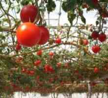 Известни сортове домати за оранжерии