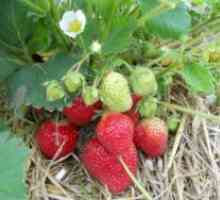 Засаждане на ягоди лятото