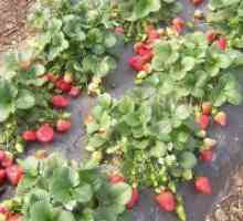Засаждане на ягоди върху agrovoloknom