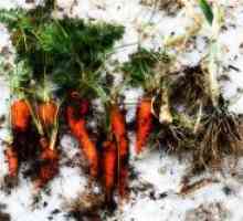 Засаждане моркови за зимата
