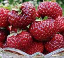 Късните разновидности на ягоди