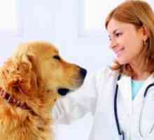 Препарати против кърлежи за кучета