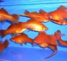 Сладководните аквариумни риби