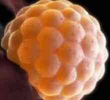Закрепването на ембриона в матката
