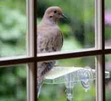 Вход: гълъб чука на прозореца