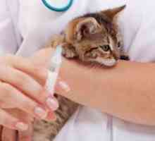 Ваксинация срещу бяс котка