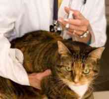 Ваксинации за котки