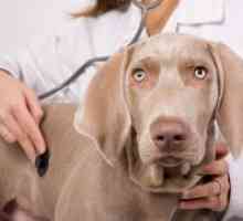Ваксинация на кучета