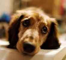 Признаци на пироплазмозата при кучета
