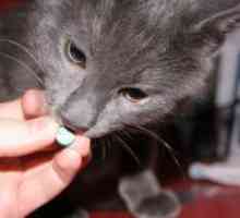 Противоглистно лекарства за котки