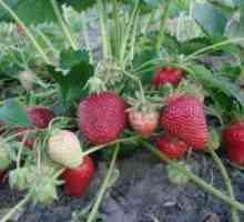 Ранните сортове ягоди