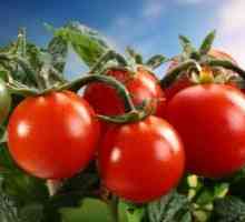 Ранните сортове домати