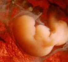 Размерите на ембриона седмици - Таблица