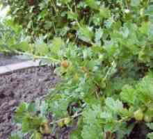 Възпроизвеждането цариградско грозде резници през пролетта