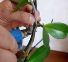 Възпроизвеждането на орхидеи в къщи