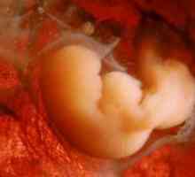 Ембрионалното развитие седмица по седмица