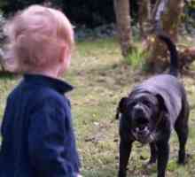 Едно дете ухапан от куче - какво да правя?