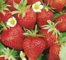 Ремонтантна ягоди - засаждане и грижи