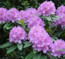 Rhododendron - подготовка за зимата