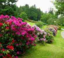 Rhododendron - засаждане и грижи в открито поле