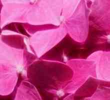 Розовият цвят в психологията