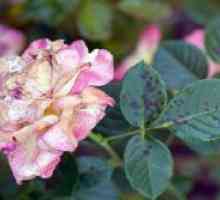 Roses - вредители и болести