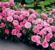 Флорибунда рози: Засаждане и грижи