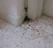 Червени мравки в апартамента