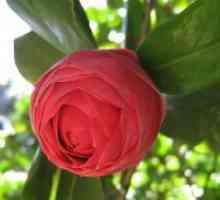 Camellia градина - засаждане и грижи