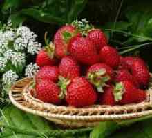 Garden ягодови - ползи и вреди