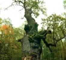 Най-старото дърво в света