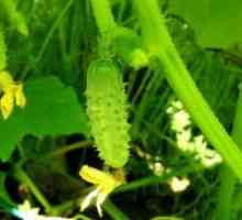 Самоопрашат сортове краставици за открито поле