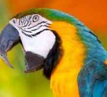 Най-най-красивите папагали