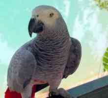 Най-умният папагал