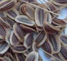 Копър семена - лечебни свойства и противопоказания