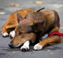 Сърдечна недостатъчност при кучета - симптоми и лечение