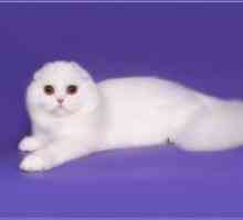 Шотландски котка - описание на породата