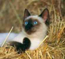 Сиамски котки порода