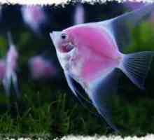 Angelfish - съвместимост с други риби