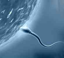 Колко дълго трябва сперматозоид да забременее?