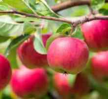 Колко пъти в живота на ябълкови дървета мечки плод на?