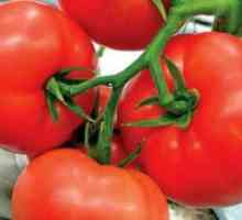 Ранното узряване сортове домати в оранжерии