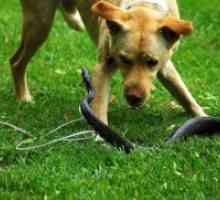 Кучето е бил ухапан от змия - какво да правя?